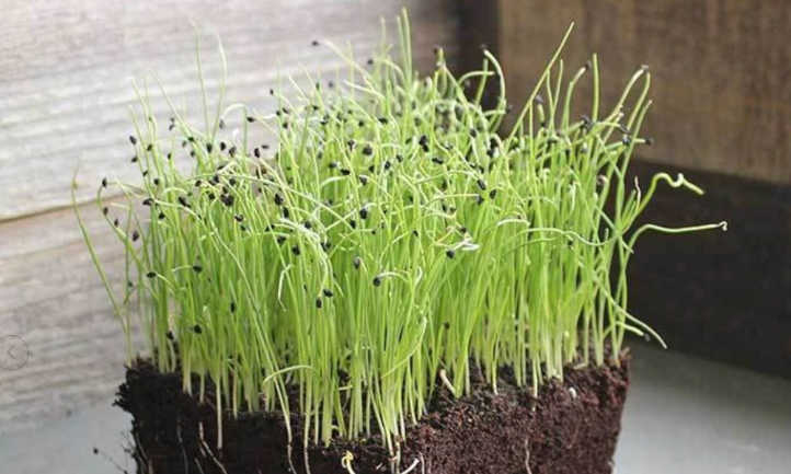 How to Grow Leek Microgreens Quickly and Simply